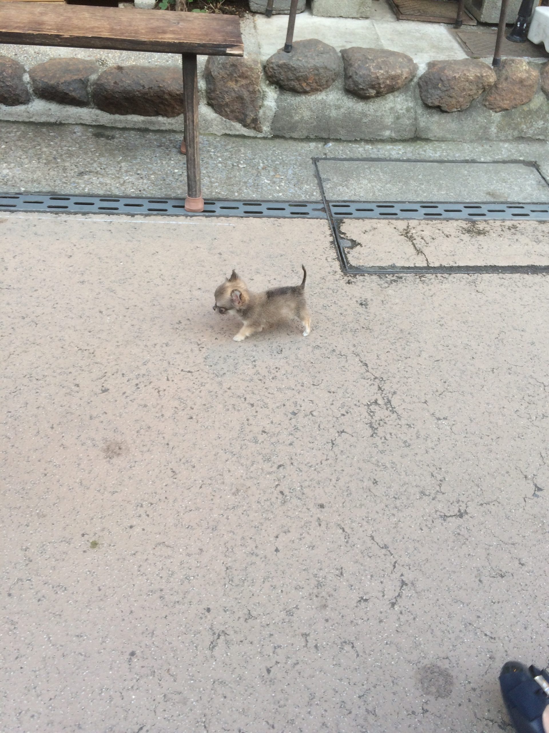 海は広いな大きいな